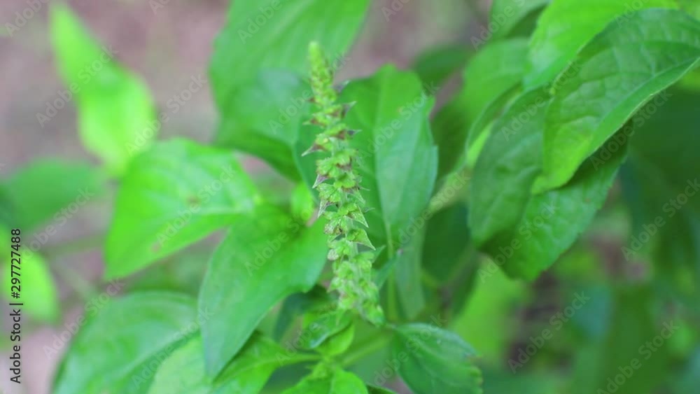 Green leaves of Shrubby Basil , another name is Clove Basil , Kawawya, Caraway Friut, Thailand. Green leaves of Shrubby Basil , another name is Clove Basil , Kawawya, Caraway Friut, Thailand.
