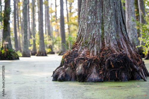 Roots of bald cypress tree extending out of swamp water photo