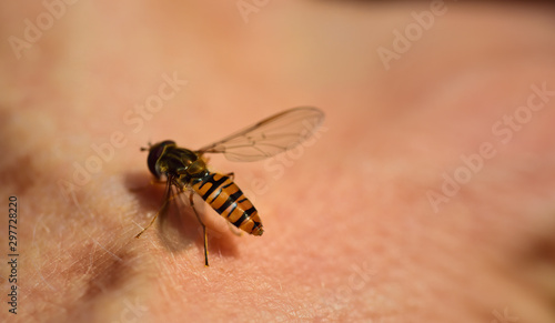 A small yellow-striped hoverfly sits on the skin of a bright human and waits in front of background and space for text