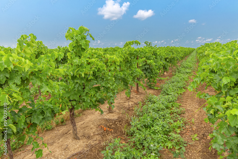 Niagara on the Lake Grape fields that produce famous Ontarian wine and Icewine