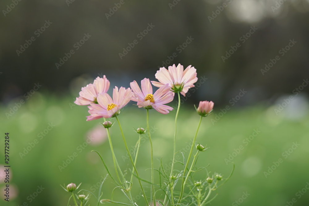 コスモス オレンジキャンパス5 Stock Photo Adobe Stock