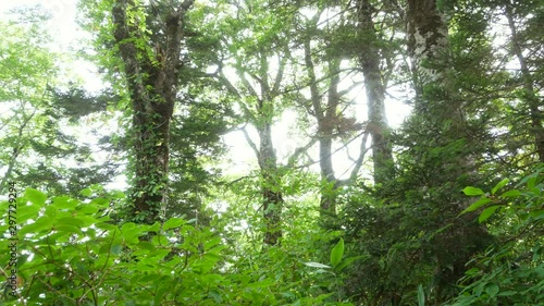 天生県立自然公園　岐阜県飛騨市　日本