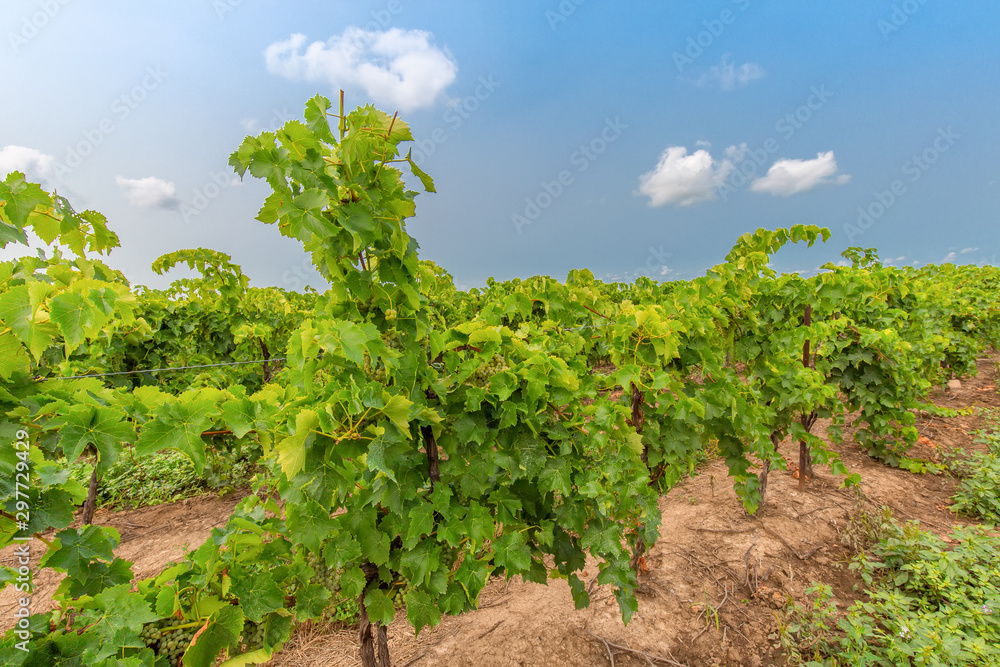Niagara on the Lake Grape fields that produce famous Ontarian wine and Icewine