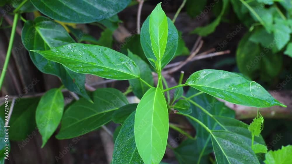 Gymnema sylvestre (Scientific name : Gymnema inodorum (Lour.) Decne.) Drug treatment for diabetes Gymnema sylvestre (Scientific name : Gymnema inodorum (Lour.) Decne.) Drug treatment for diabetes