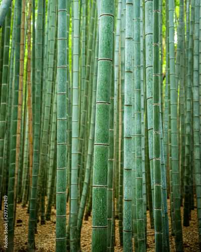 Bamboo 1