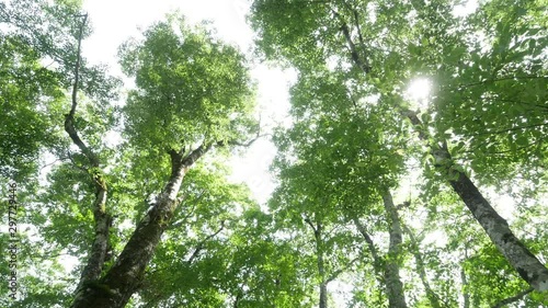 天生県立自然公園　岐阜県飛騨市　日本