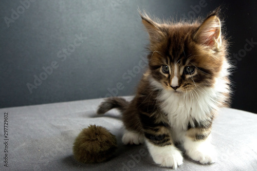 Фотография kitten was wonderful Maine Coon in the photo Studio