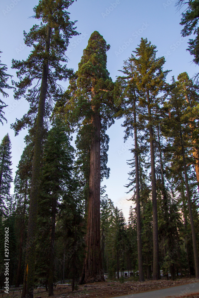 Fototapeta premium Yosemite Fall 2019