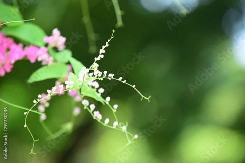 gree leaf in my garden,small pink flower and green leaf