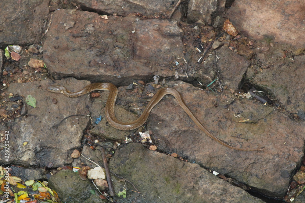 lizard on a rock