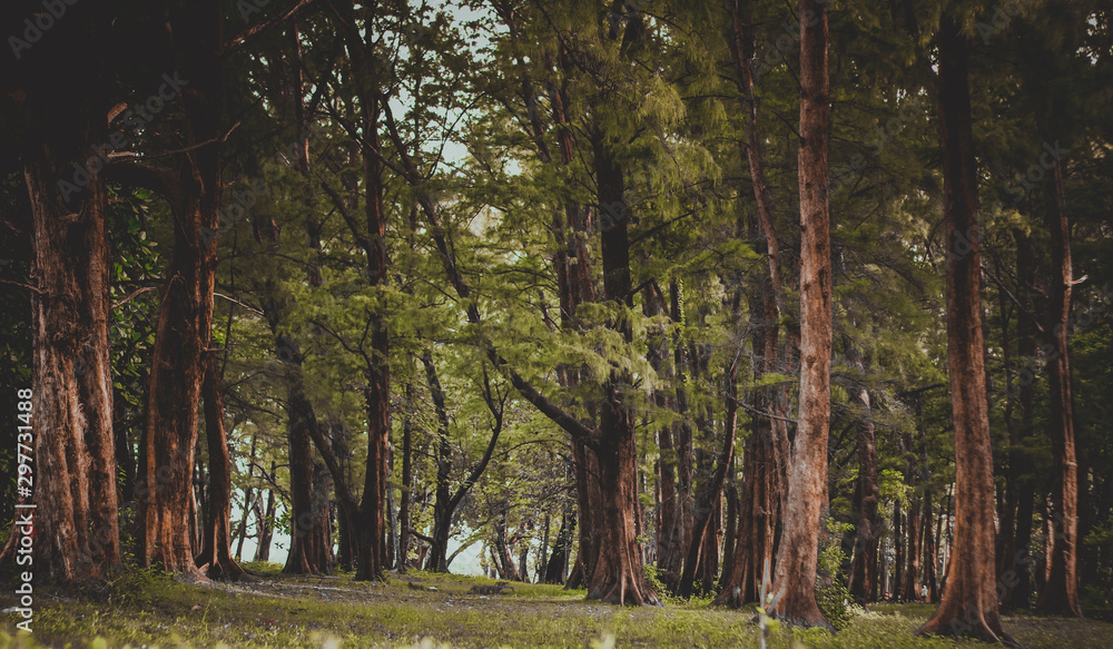 Obraz premium forest in autumn