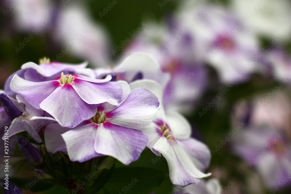 Fototapeta premium In an inflorescence of a phlox flowers with petals of beautiful colors began to reveal.