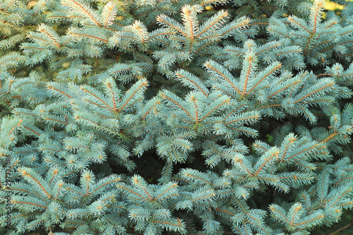 Christmas tree branches with short needles. Beautiful texture background