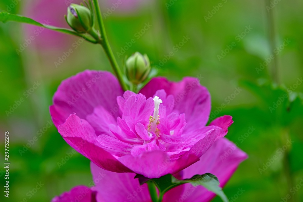 Fototapeta premium 光を浴びて輝く満開の八重のムクゲの花