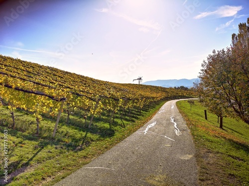 Weinberge im Herbst