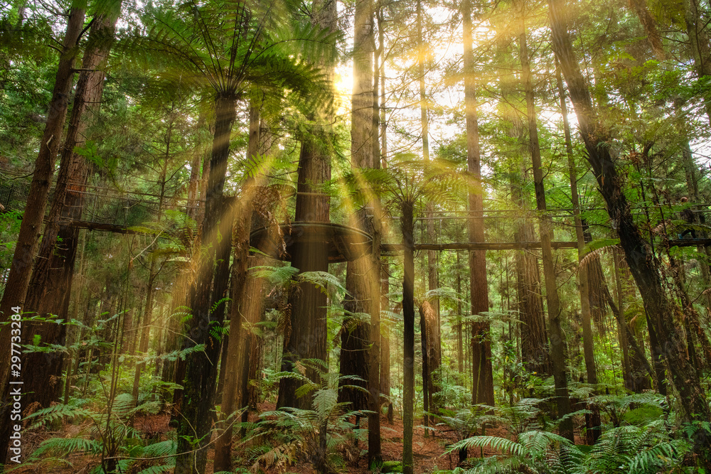 Burst of sunlight in the lush redwoods Whakarewarewa Forest in Rotorua Burst of sunlight in the lush redwoods Whakarewarewa Forest in Rotorua