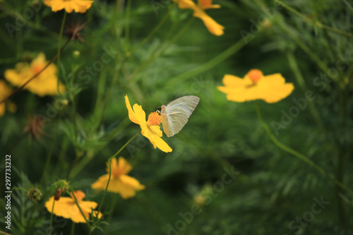 White butterfly on yellow cosmos flower, beautiful vivid natural summer garden outdoor park image. © Stella