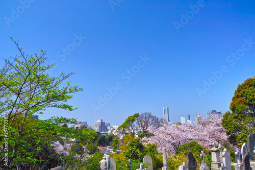春の桜咲く横浜元町の丘陵からみる横浜の街並み