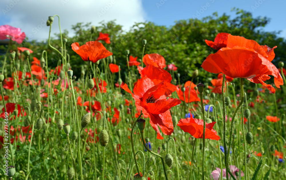 Beautiful field of wild flowers including poppies and corn flowers. Beautiful field of wild flowers including poppies and corn flowers.