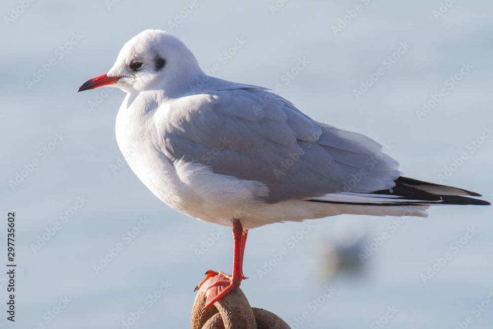 a seagull standing on a handrail in backlight a seagull standing on a handrail in backlight