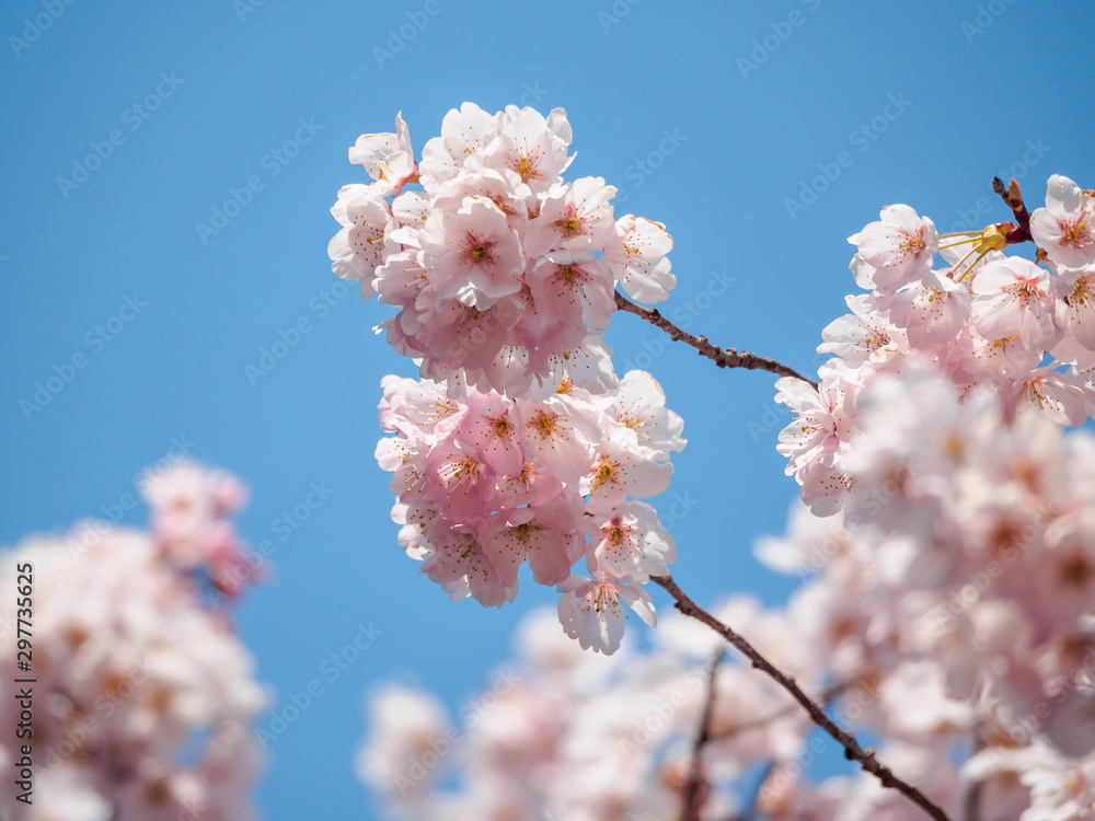 Two bunches of cherry blossoms Two bunches of cherry blossoms
