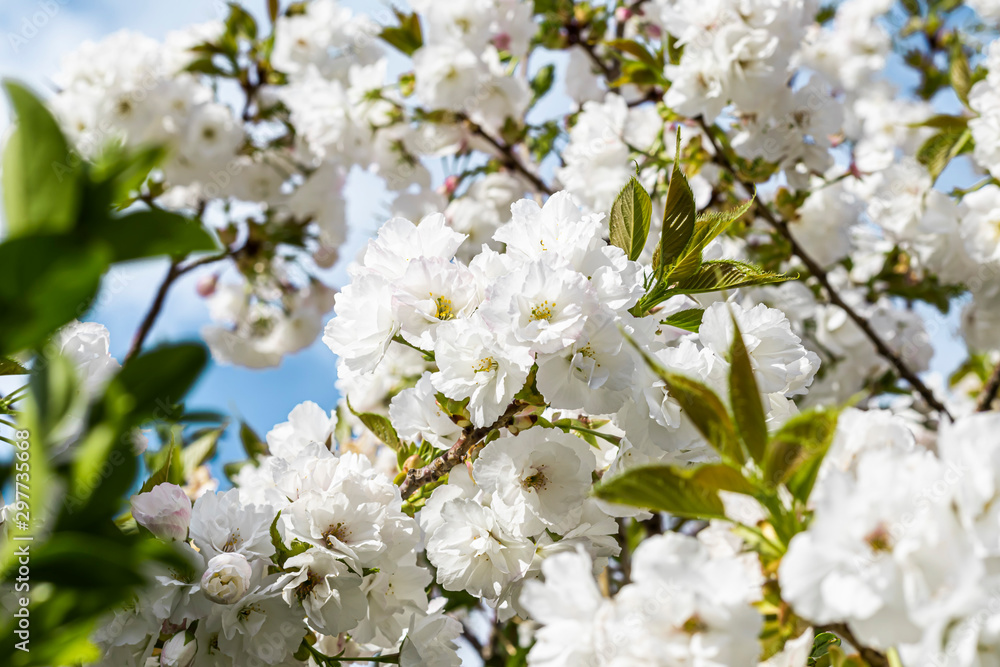 group of beautiful white prunus avium flowers blooming on the tree in garden house group of beautiful white prunus avium flowers blooming on the tree in garden house