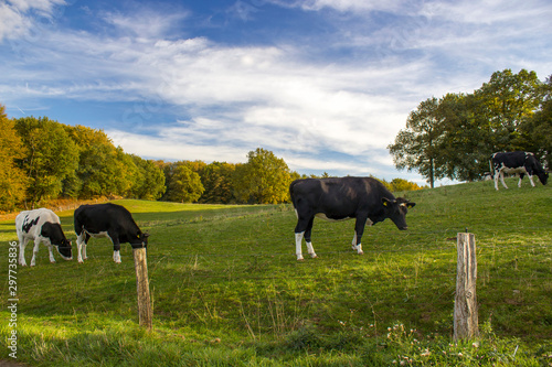 Cows Grazing on Pasture in Lower Rhine Region, Germany photo