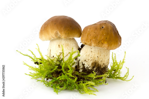boletus edulis mushrooms on moos