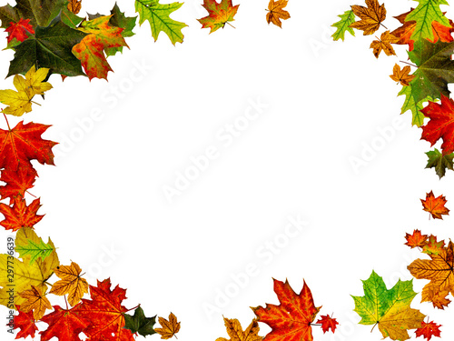 Leaves background. Autumn season pattern isolated on white background. Thanksgiving concept
