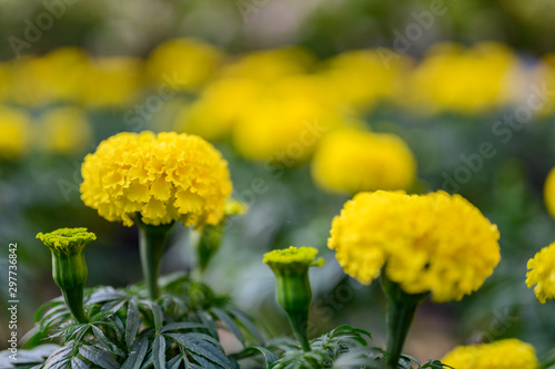 beautiful Marigold flower  Tagetes erecta  Mexican  Aztec or African marigold  in the garden.