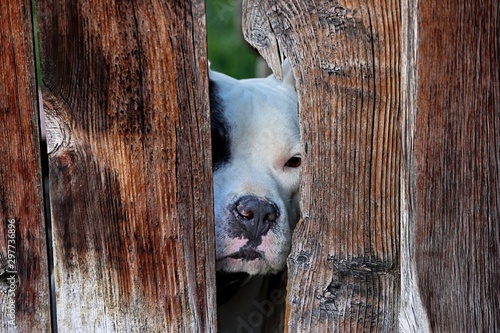 A pit bull puppy peeks trhough a weathered fence. photo