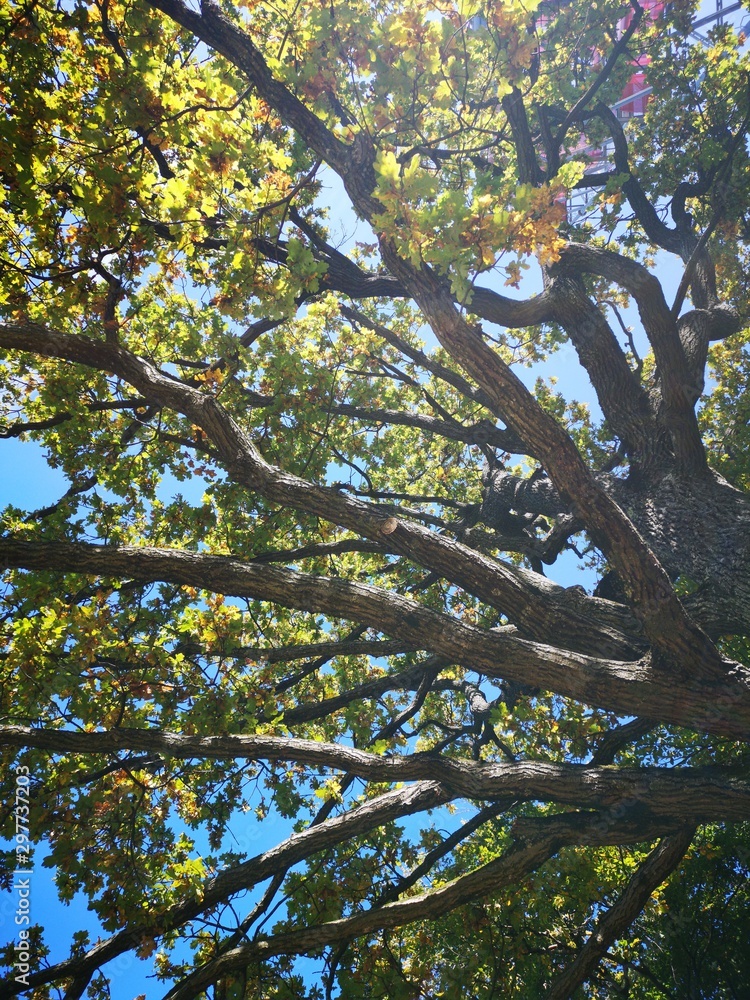 Fototapeta premium Herbst in der Steiermark