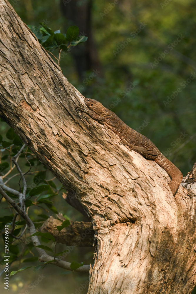 Bengal monitor or Indian monitor lizard or Varanus bengalensis on a tree trunk in green background during safari at Ranthambore National Park, Rajasthan, India Bengal monitor or Indian monitor lizard or Varanus bengalensis on a tree trunk in green background during safari at Ranthambore National Park, Rajasthan, India