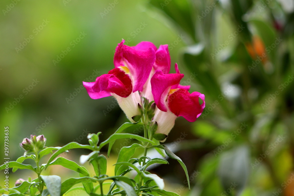 Common snapdragon or Antirrhinum majus herbaceous perennial plant with small fully open blooming dark pink and white flowers surrounded with green leaves and other plants in local urban garden on warm