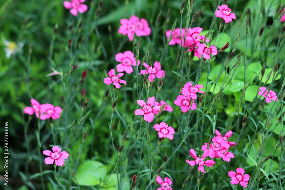 Naklejka premium Dianthus groundcover perennial plants with small pink flowers growing tall surrounded with other plants in local urban garden on warm sunny summer day