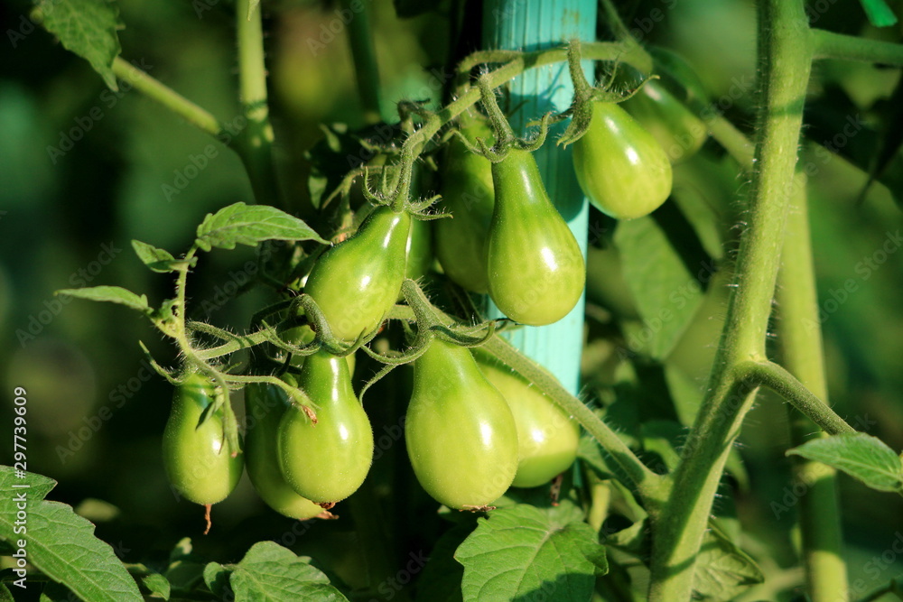 Pear shaped unripe green tomatoes growing on single plant surrounded with leaves in local urban garden on warm sunny summer day Pear shaped unripe green tomatoes growing on single plant surrounded with leaves in local urban garden on warm sunny summer day
