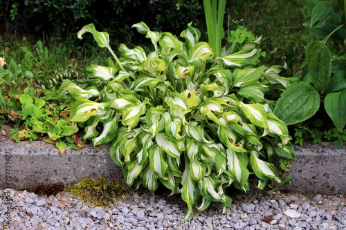 Plantain lily or Hosta or Giboshi or Heart-leaf lilies foliage plant planted next to gravel sidewalk in shape of small bush with large ribbed light green to white leaves on warm sunny summer day photo