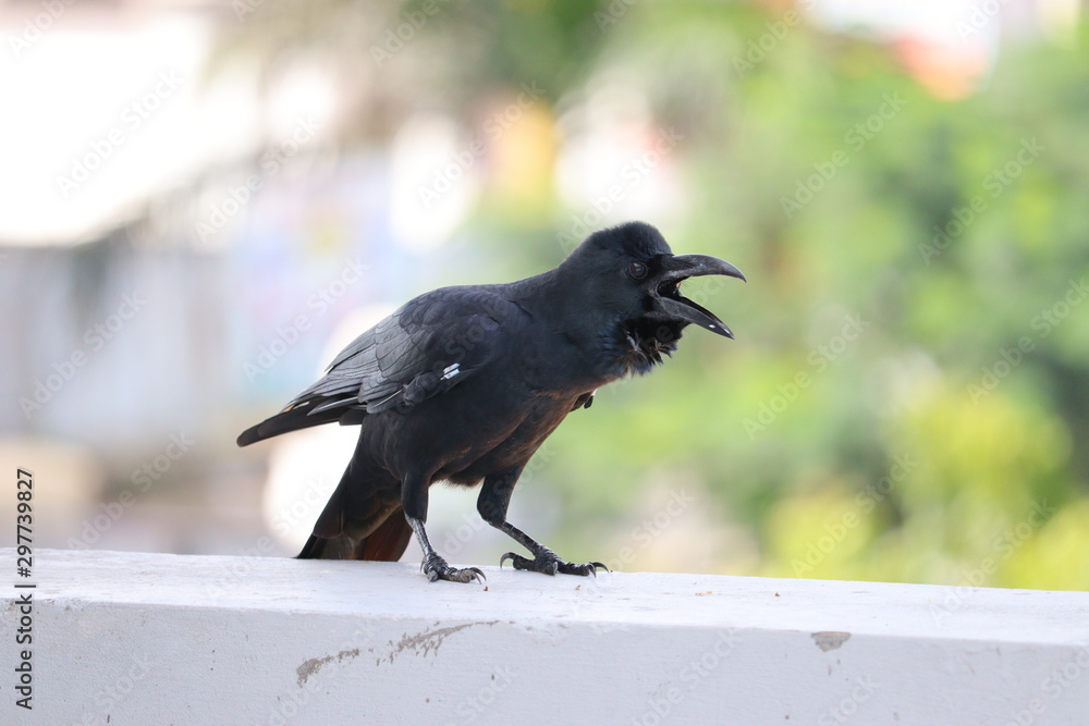 Obraz premium The common raven (Corvus corax) is an all-black passerine bird common in many parts of the world
