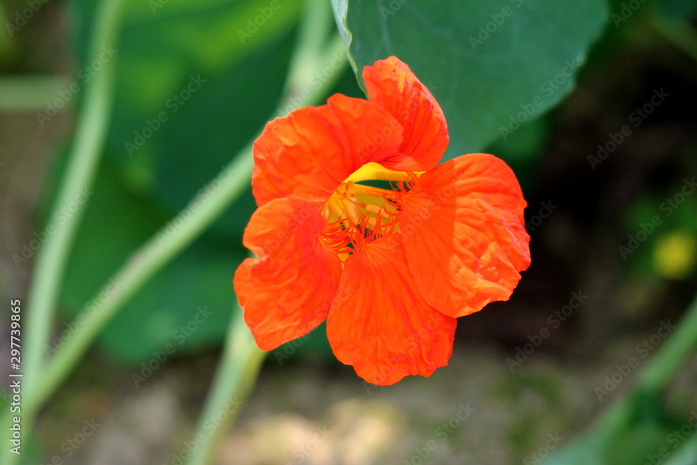 Single Garden nasturtium or Tropaeolum majus or Indian cress or Monks cress flowering annual plant with disc shaped leaves and orange flower planted in local urban garden on warm sunny summer day
