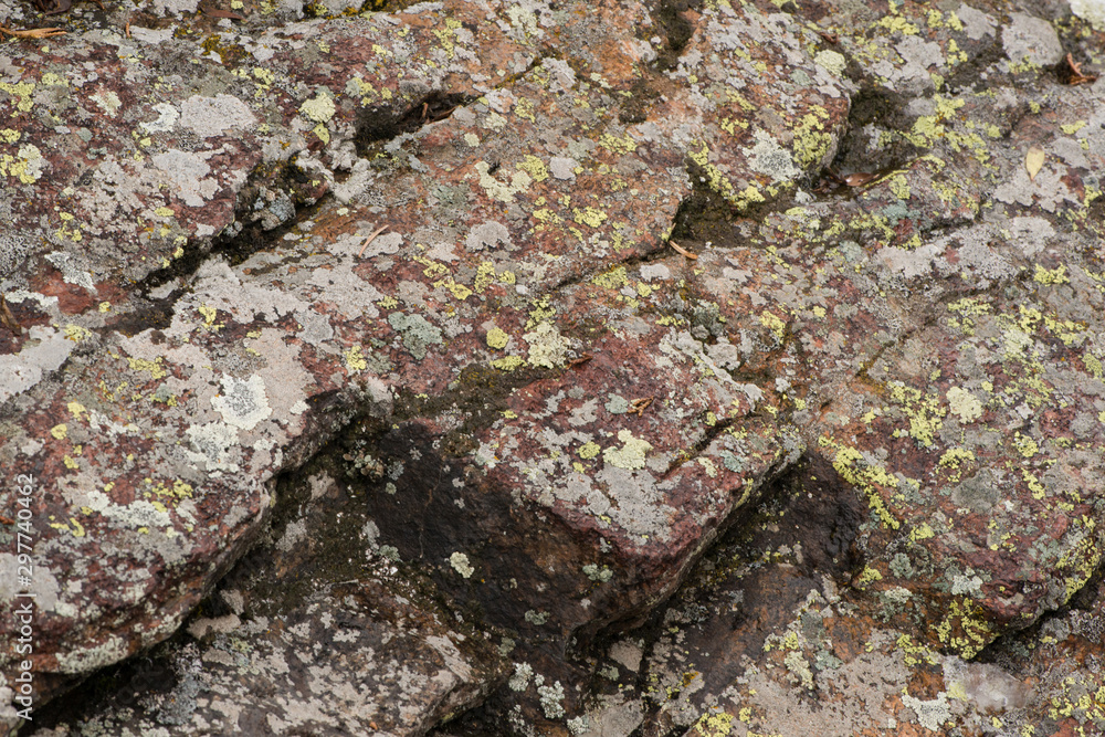moss on a rock in the mountains, close-up