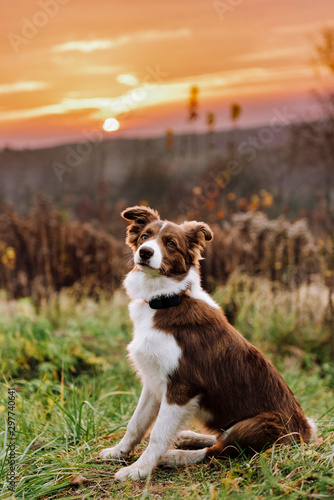 Fototapeta Naklejka Na Ścianę i Meble -  Beautiful Border Collie dog in outdoors during sunset
