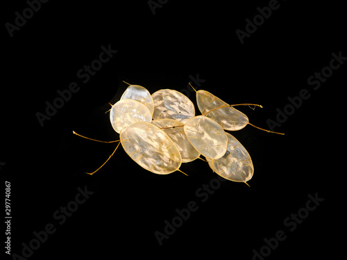 flower seeds isolated on black background