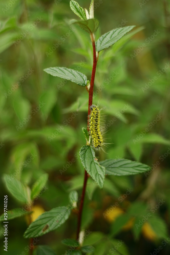 Caterpillar on plant 2