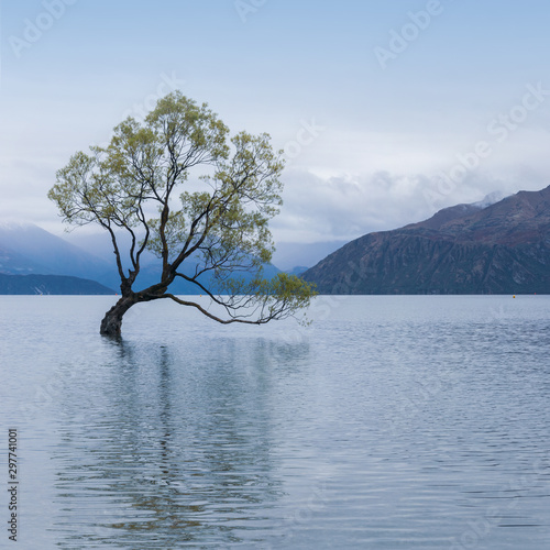 Lake Wanaka tree