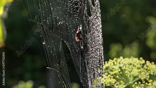 The wind sways the web, the hunter is on the alert.Rain spills the water.Wet web.After the rain, everything is wet.