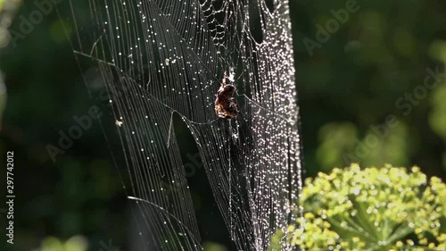 The wind sways the web, the hunter is on the alert.Rain spills the water.Wet web.After the rain, everything is wet.