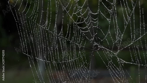 Wet web.The wind sways the web.The wind sways the web, the hunter is on the alert.The process of catching insects in spider webs.The spider set an ambush.Spider in the morning sun.
