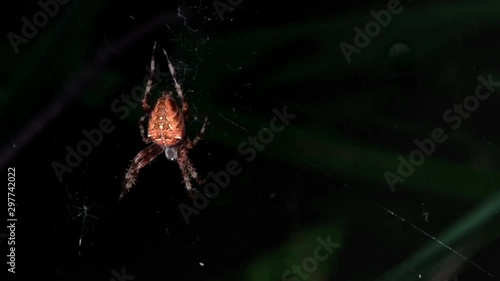 Halloween spider.Black background and bright spider.A night spider is waiting for its victim.The web is illuminated by moonlight.Colorful spider in the night space.Frontal movement of the camera towar