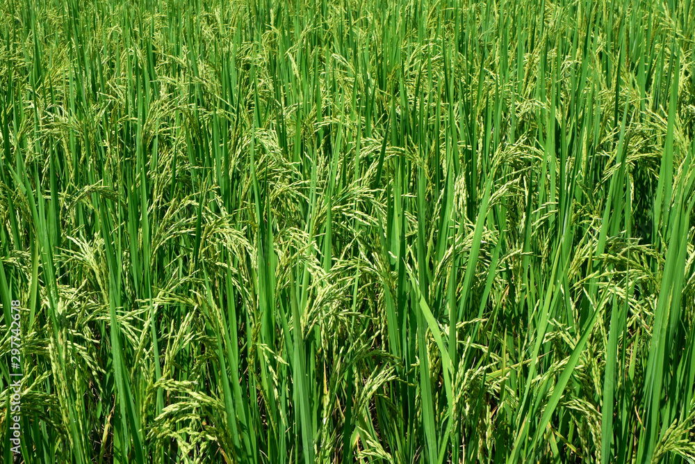 Rice plants on paddy field in Thailand. Rice plants on paddy field in Thailand.