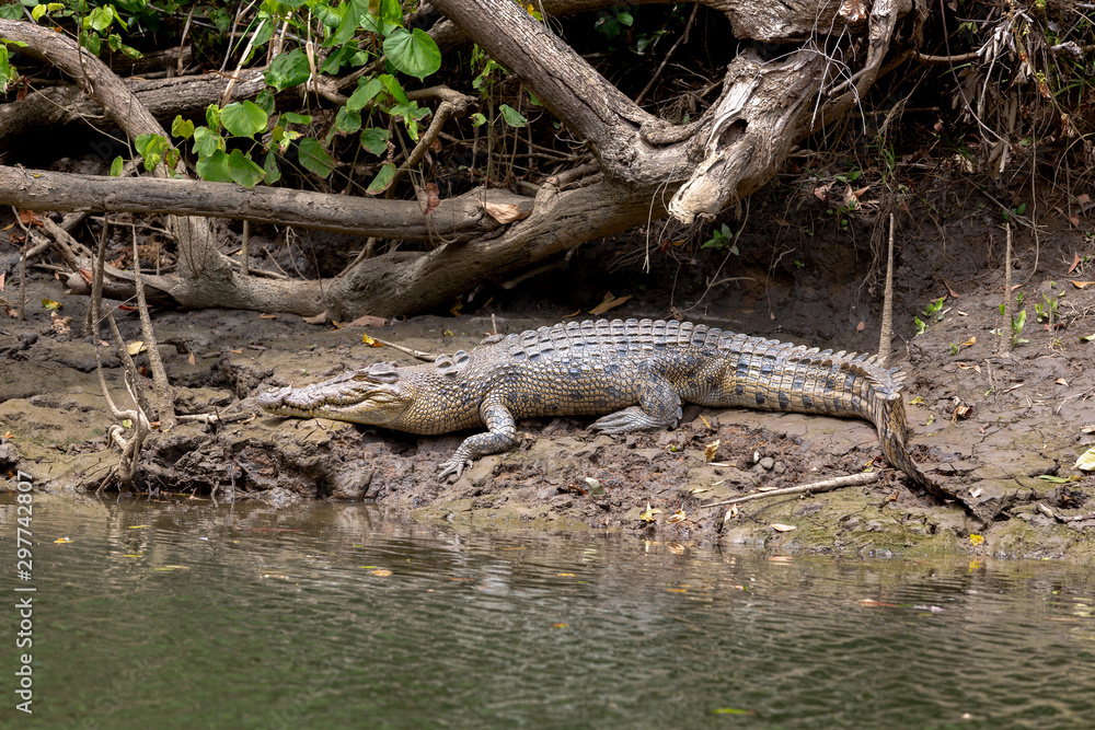 Saltwater crocodile in the Daintree River, Queensland, Australia